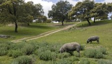 La ruta del Jamón, un placer para el paladar