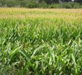 Foto: Demanen que es faciliti la producció de blat de moro ecològic (EUROPA PRESS)