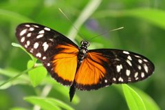 Foto: Las mariposas de colores se cruzan para aumentar supervivencia (ROBERT LAWTON)