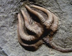 Foto: La Tierra tardó 10 millones de años en superar la gran extinción del Pérmico (VASSIL/WIKIMEDIA COMMONS)
