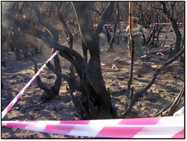 Foto: El Estado invertirá más de un millón de euros en las zonas afectadas por los incendios (CEDIDA)