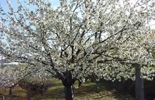 Entre la flor y la cereza