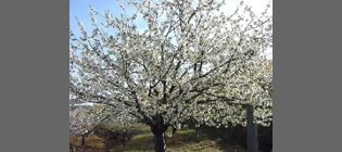 Entre la flor y la cereza