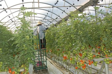 Foto: El proyecto europeo CarbGrowth liderado por el IMIDA obtiene la calificación de 'Excelente' en su primer año (CARM)