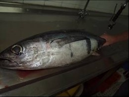 Foto: La lonja rula el primer bonito de la temporada al precio récord de 68,8 euros el kilo (GOBIERNO VASCO)