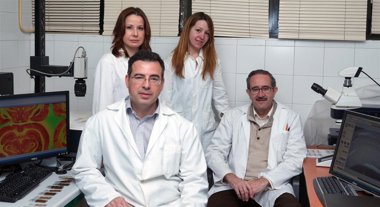 Foto: Nuevos datos sobre la recuperación de la memoria en casos de lesión cerebral (UNIVERSIDAD DE OVIEDO)