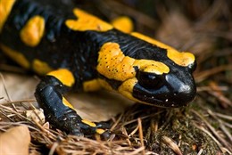 Foto: La regeneración de las salamandras inspira terapias en humanos (CHRISTIAN JANSKY/WIKIMEDIA COMMONS)