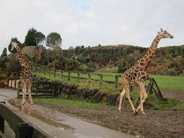 Foto: La 'Tarjeta amigo de Cabárceno' permite visitar el parque todo el año a precios reducidos (EUROPA PRESS)