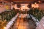 
                              Foto: Tres detenidos y 1.034 plantas de marihuana incautadas en dos viviendas en Toledo y Madrid