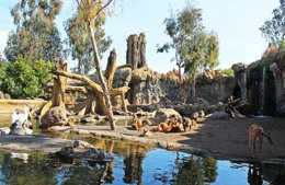 Foto: El Bioparc celebra el Dia d'Àfrica i el Dia Internacional de la Biodiversitat (BIOPARC)