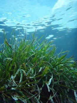 Foto: La Comunidad y el Instituto Oceanográfico renuevan su colaboración en un proyecto sobre posidonia oceánica (EUROPA PRESS/JUNTA)