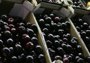 
                              Foto: Unos 250 expertos de todo el mundo comparten los últimos avances en la producción de cereza en un simposio en Plasencia