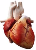 Foto: La rehabilitación tras un problema cardiaco también beneficia a los pacientes más mayores (UAM)