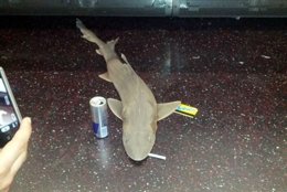 Foto: Encuentran un tiburón muerto en el metro de Nueva York (GOTHAMIST.COM)