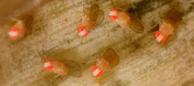 Foto: Científicos observan con proteínas modificadas la actividad eléctrica de las células nerviosas en el cerebro vivo (M HEDIN/FLICKR)