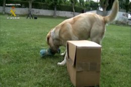 Foto: Perros de la Guardia Civil logran detectar a enfermos de narcolepsia a través del olfato (EUROPA PRESS)