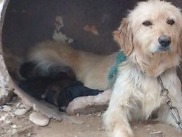 Foto: Una perra mata accidentalmente a un albañil de un escopetazo (ATEA)