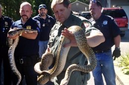 Foto: Un oficial de control de animales tenía 850 serpientes en su casa en Nueva York (CNN)