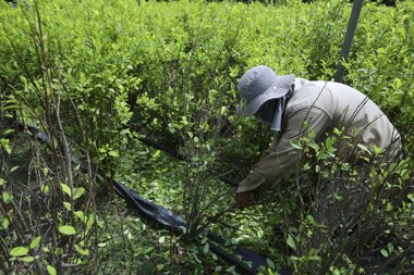 Foto: Las FARC admiten que cobraban tributos por los cultivos de drogas (REUTERS)