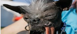 Foto: Muere en EEUU el perro más feo del mundo (YOUTUBE)