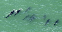Foto: Las ballenas varadas inician un lento retorno hacia aguas profundas (REUTERS)