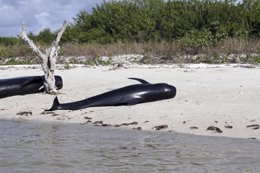 Foto: Localizadas otras once ballenas piloto muertas en los Everglades (Florida) (REUTERS)
