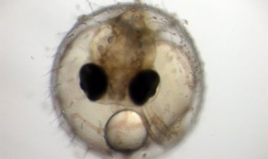 Foto: Una investigación con embriones de pez da información clave sobre la principal causa de sordoceguera (LA FE)