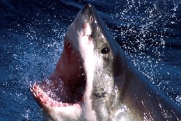 Foto: Se resuelve el misterio del tiburón blanco devorado (REUTERS)