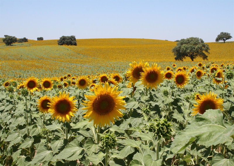 GIRASOL COSECHA girasol cosecha: