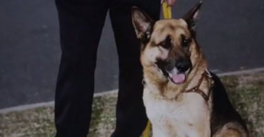 Foto: Homenaje a Lupo, el perro que actuó como un héroe en el atentado de la AMIA (YOUTUBE)