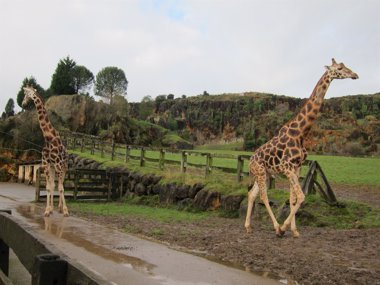 Foto: Cantur adjudica en 11,8 millones el teleférico de Cabárceno (EUROPA PRESS)