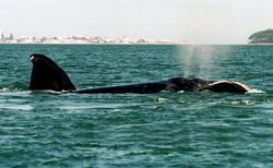 Foto: Urugay presenta un proyecto para proteger las ballenas del Atlántico Sur (REUTERS PHOTOGRAPHER / REUTER)