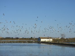 Foto: SEO/BirdLife ofrece más de 100 actividades en 32 provincias por el Día de los Humedales (JC CIRERA/ SEO/BIRDLIFE)