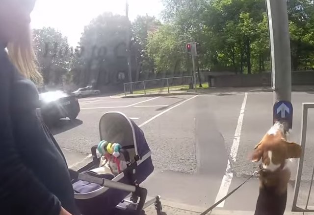 Perros y bebés, los mejores amigos 2 fotonoticia 20150216083348 15021197599 640