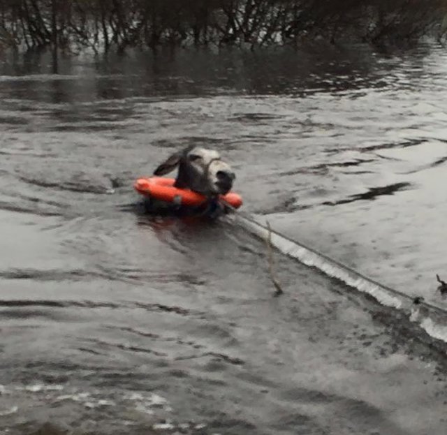 El ‘burro’ más agradecido del mundo en imágenes 1 fotonoticia 20151209193622 15121528759 640