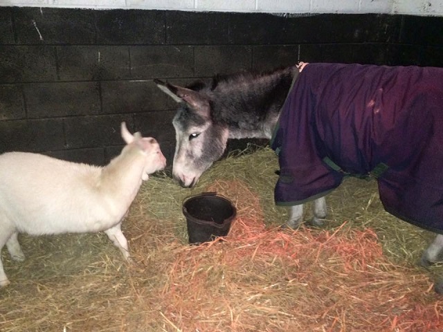 El ‘burro’ más agradecido del mundo en imágenes 6 fotonoticia 20151209193622 15121528769 9999